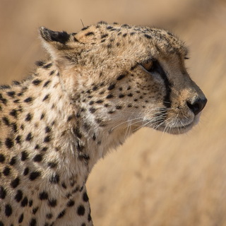 Samburu - Close-up cheetah